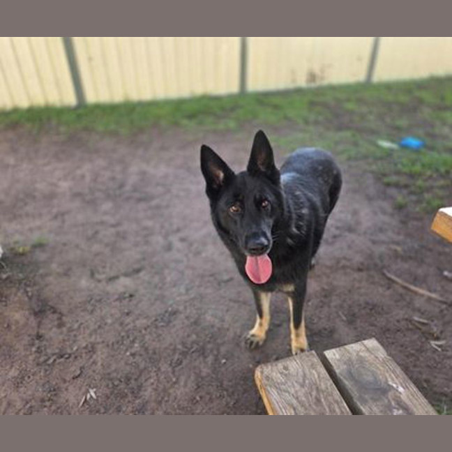 Photo of Rover