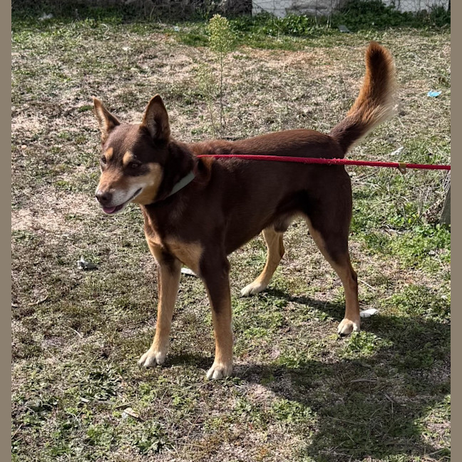Photo of Rusty