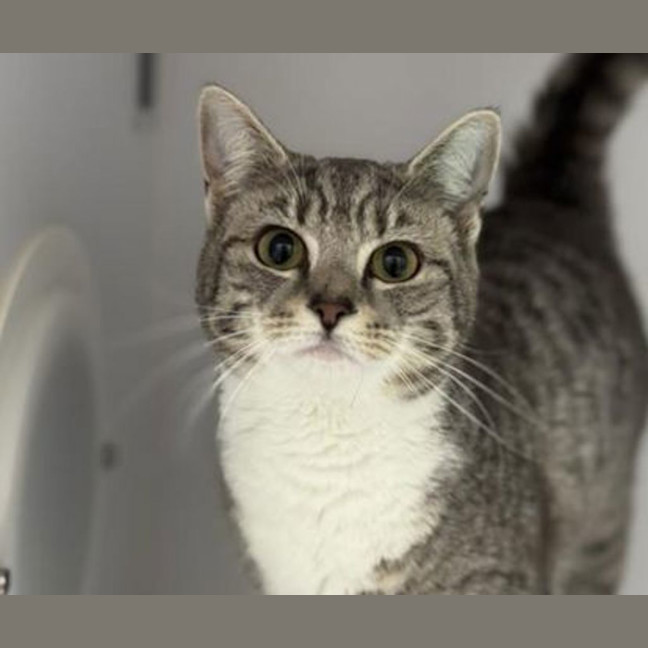 Photo of Willow