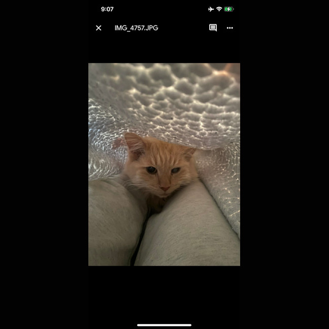 Photo of Hermes   In Foster In Preston