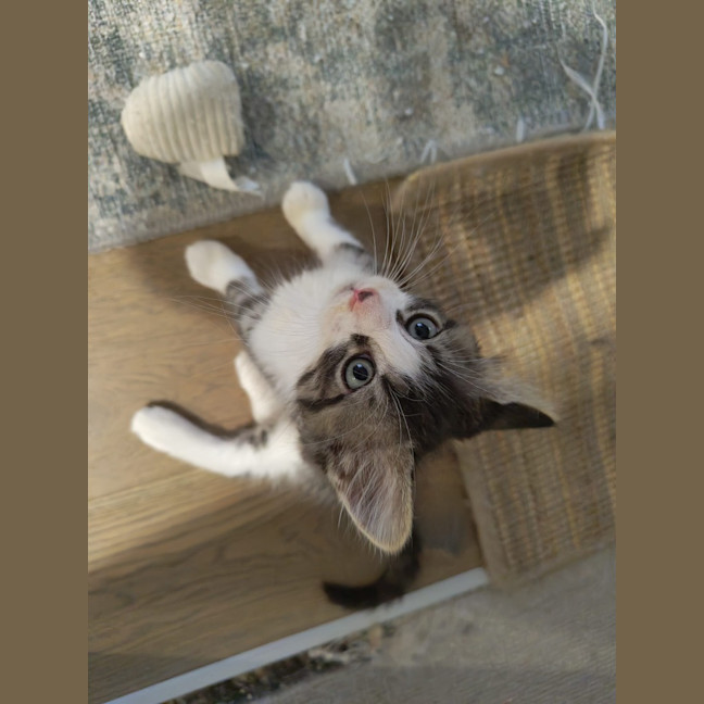 Photo of Cadbury