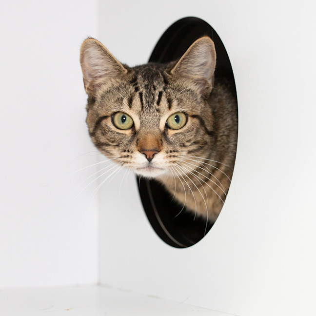 Photo of Clawde Monet