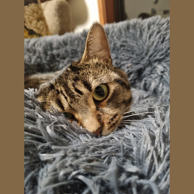 Photo of Galahad