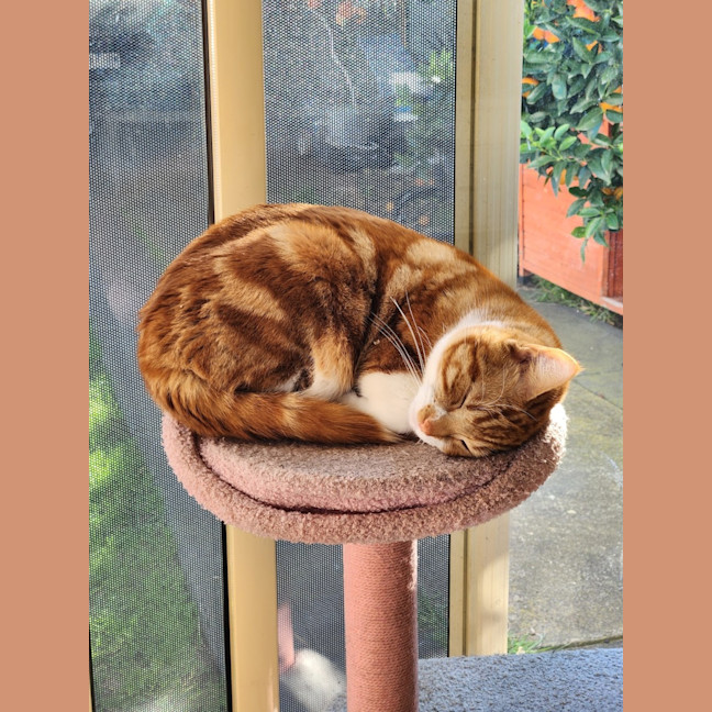 Photo of Baron Marmalade