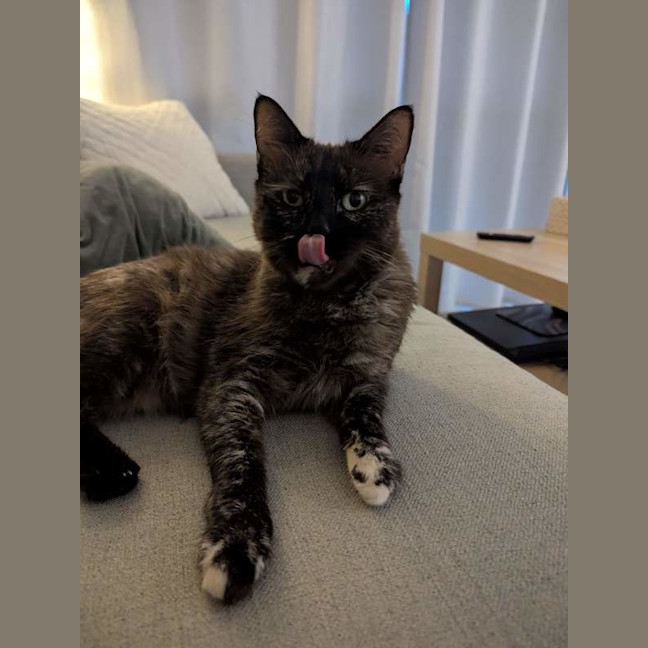 Photo of Sheeba