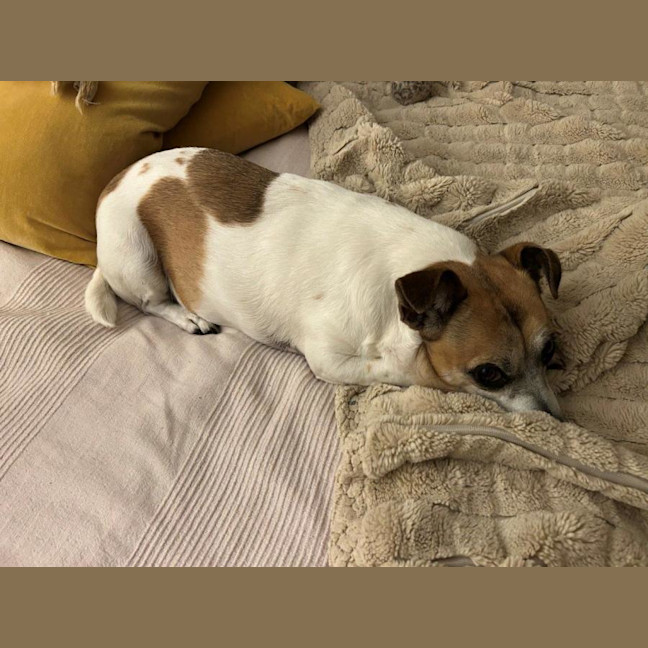 Photo of Shadow Quinell