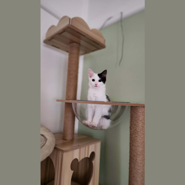 Photo of Pudding
