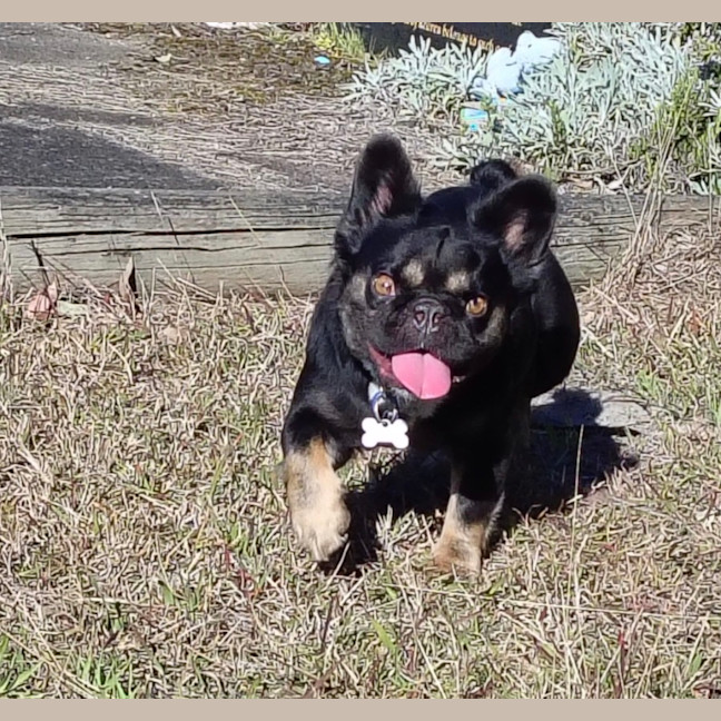 Photo of Gidget   3 Year Old French Bulldog