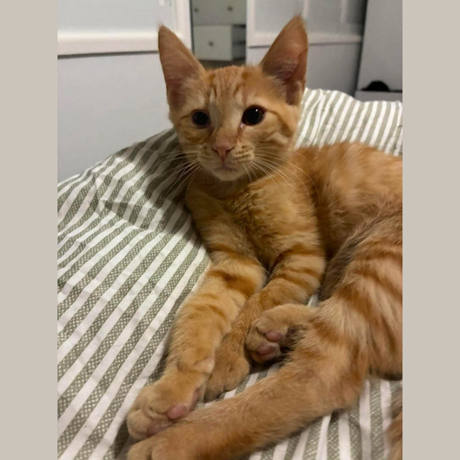 Photo of Ollie