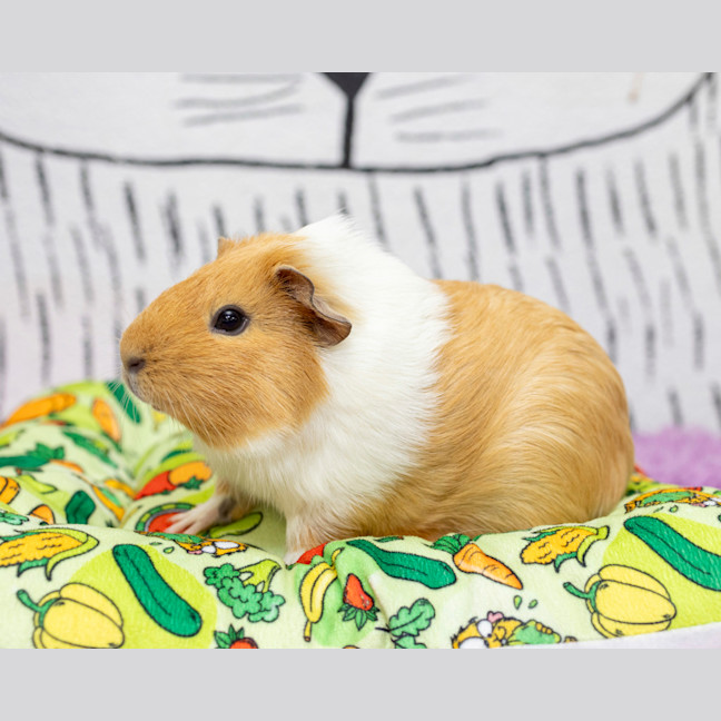 Photo of Sheridan Bucket