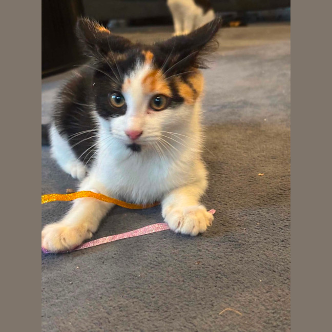Photo of Cali