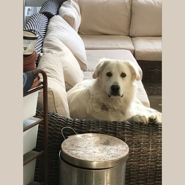 Photo of Bailey   14 Month Old Maremma