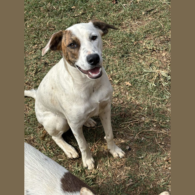 Photo of Thunder *$350 Adoption Fee* 