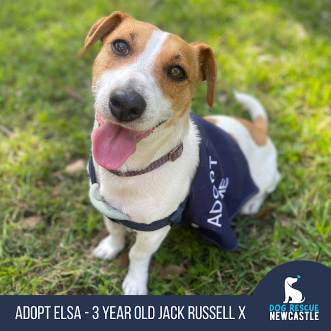 Photo of Elsa   3 Year Old Jack Russell X (Trial)