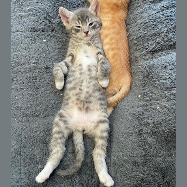 Photo of Bolt ❤️