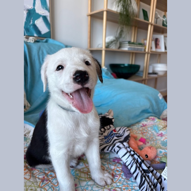 Photo of Diesel