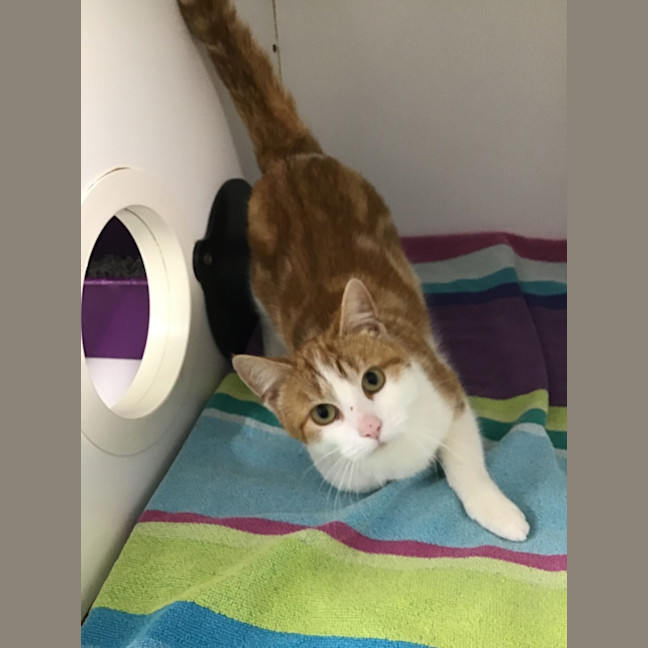 Photo of Custard