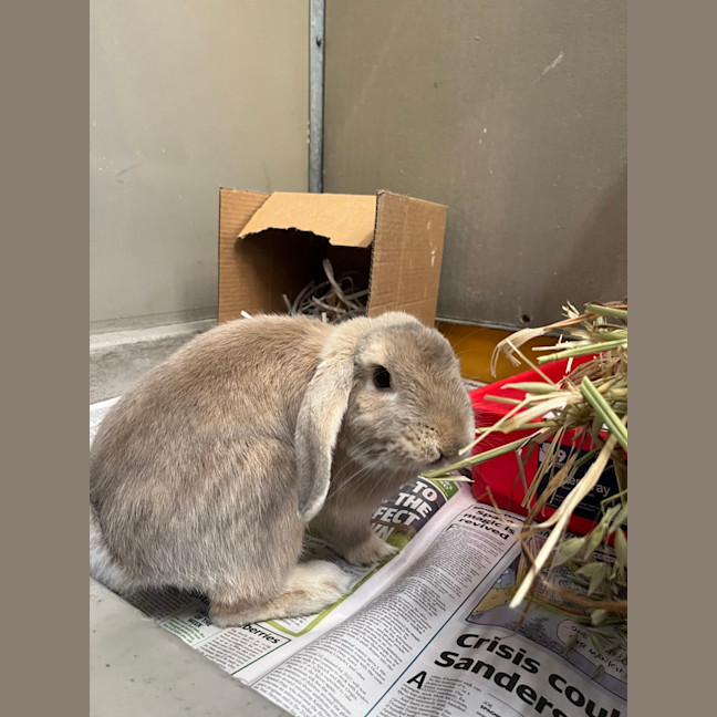 Photo of Bowie Bun