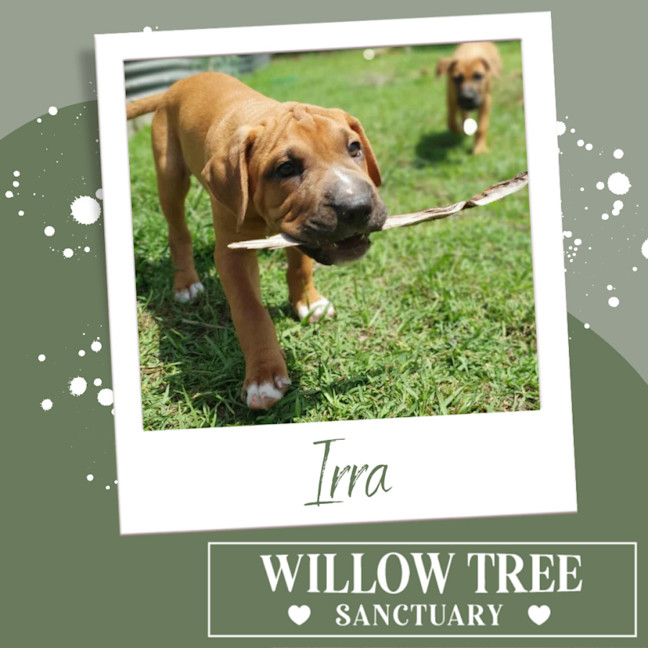 Photo of Irra