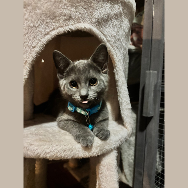 Photo of Rover