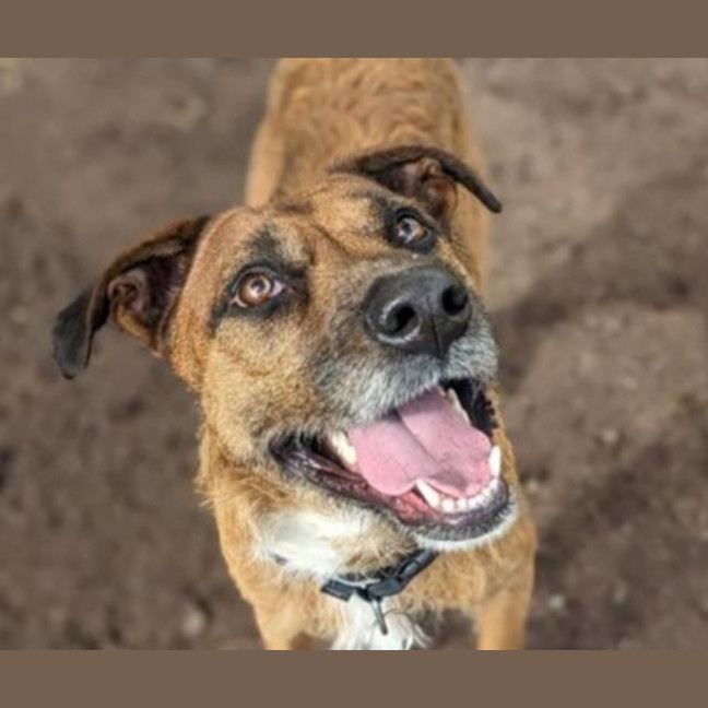Photo of Goose 