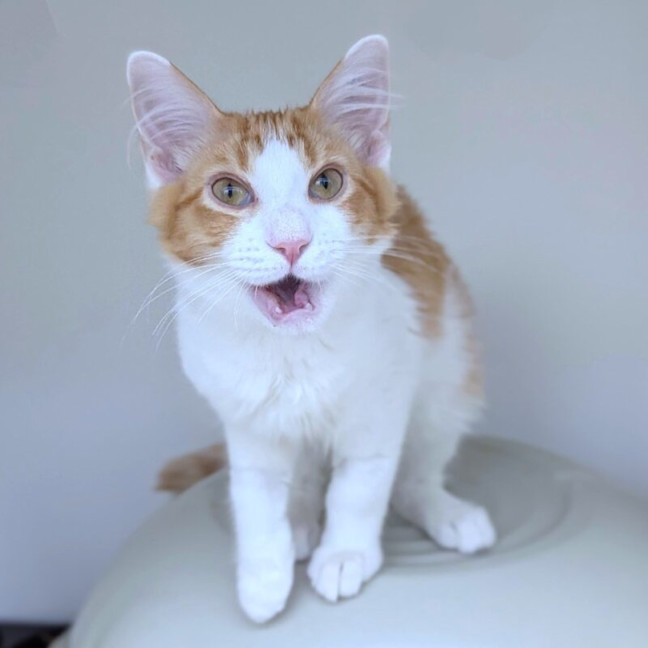 Photo of Chicken Man