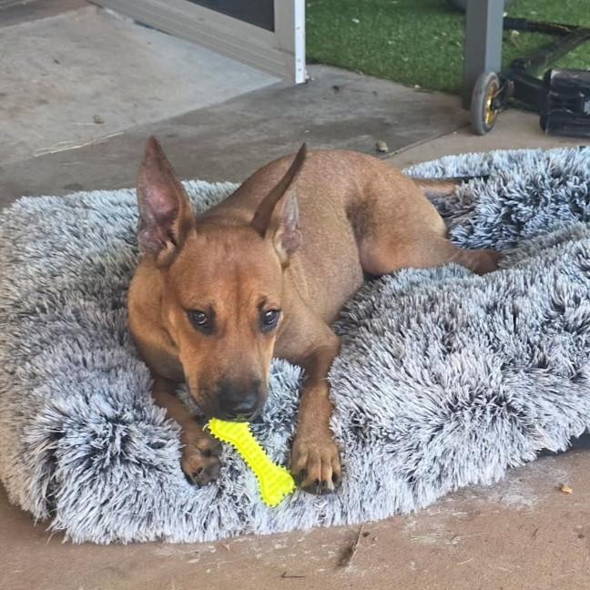 Photo of Arlo