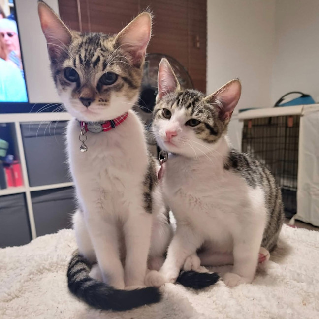 Photo of Rocket