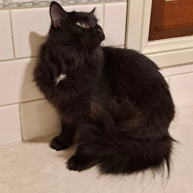 Photo of Bella