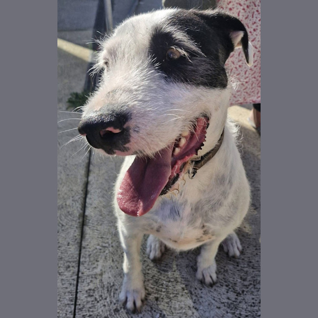 Photo of Yves Saint Laurent