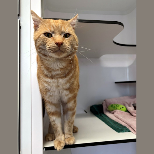 Photo of Harold Rsta013908