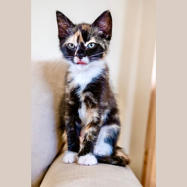 Photo of Cece