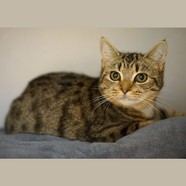 Photo of Snowball
