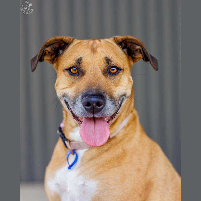 Photo of Gidget   6 Year Old Staffy X Mastiff