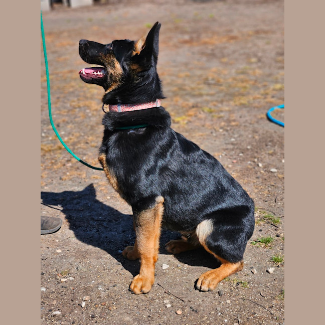Photo of Arlo