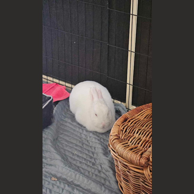 Photo of Fluffball Mc Gee