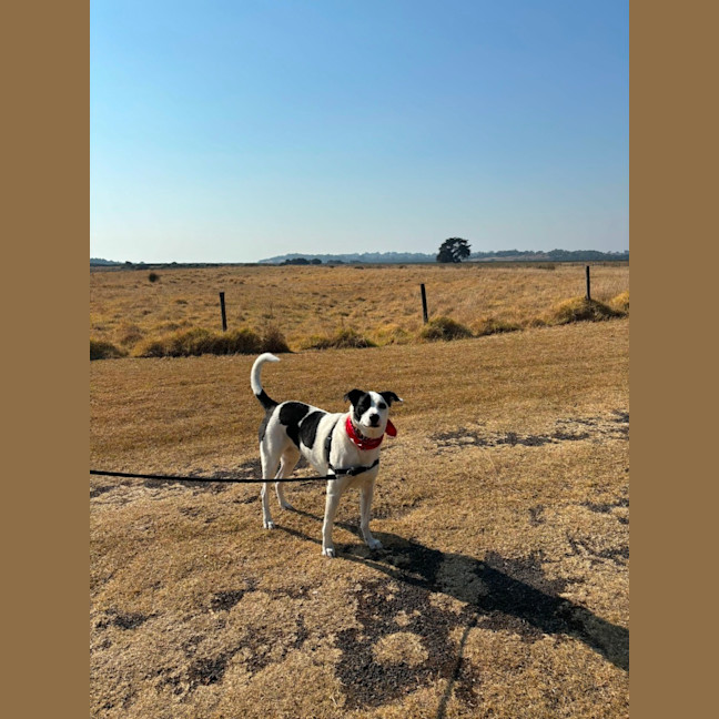 Photo of Sadie