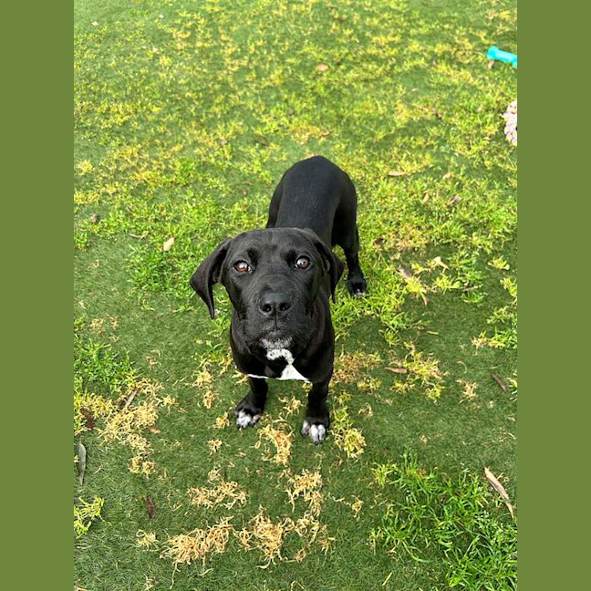 Photo of Stella