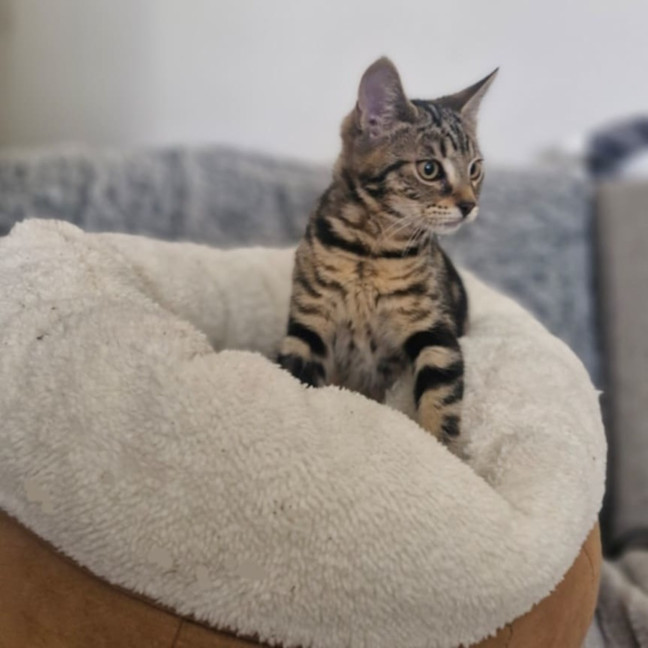 Photo of Orion   Located In Wallan