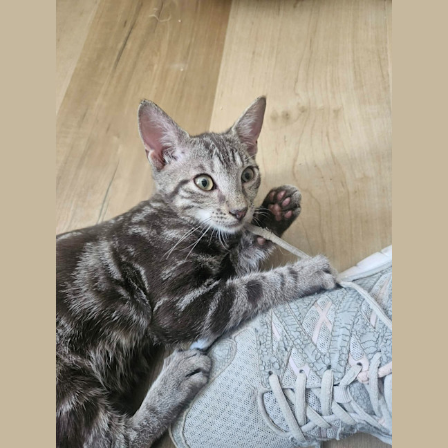 Photo of Banjo