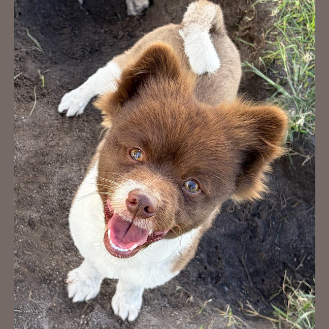 Photo of Pippin