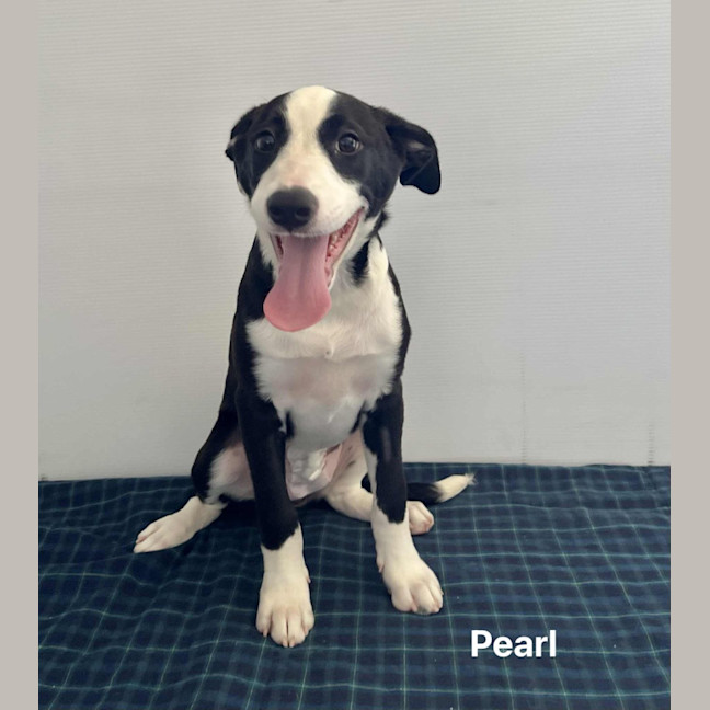 Photo of Pearl