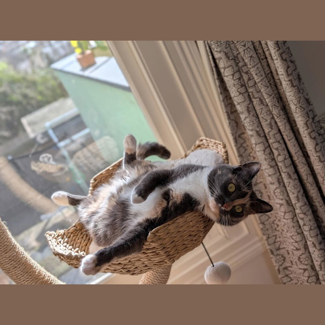 Photo of Momo (Was Ginny)