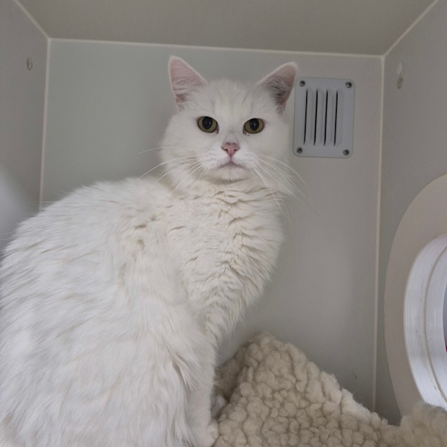 Photo of Coco 