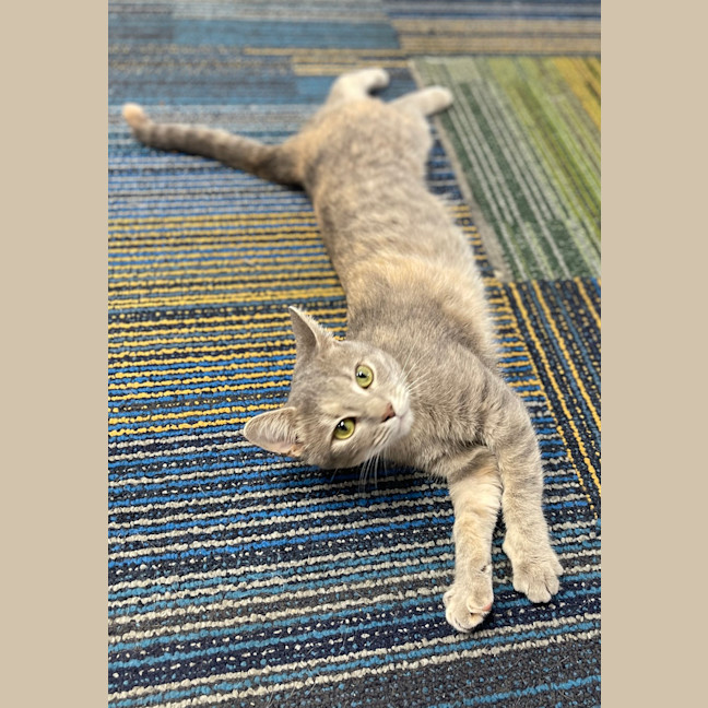 Photo of Piper