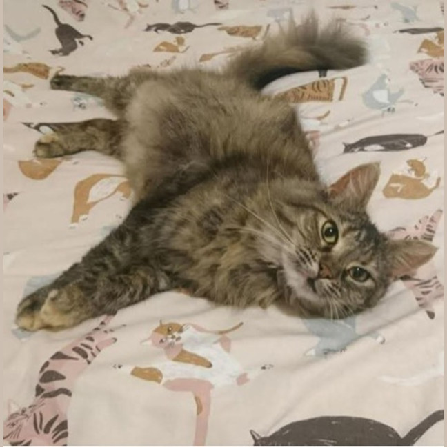 Photo of Fluffy