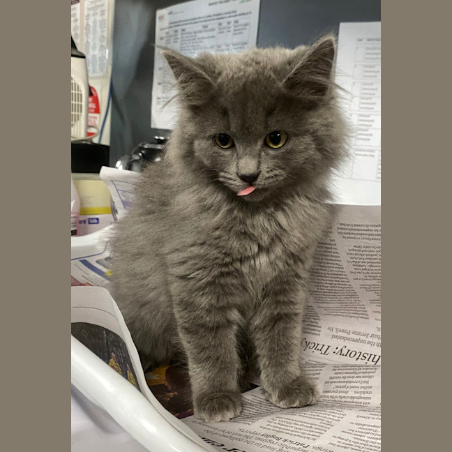 Photo of Pancake
