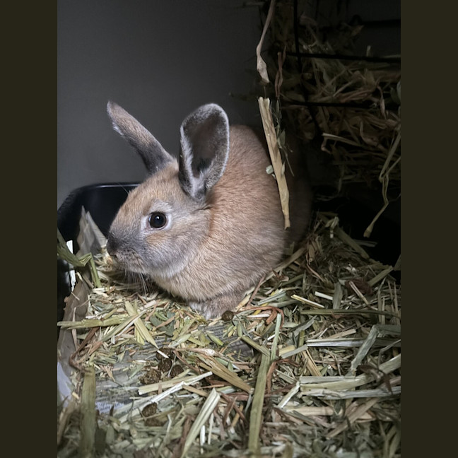 Photo of Pheobe