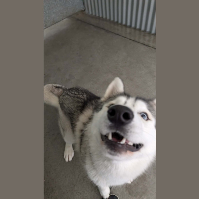 Photo of Hank
