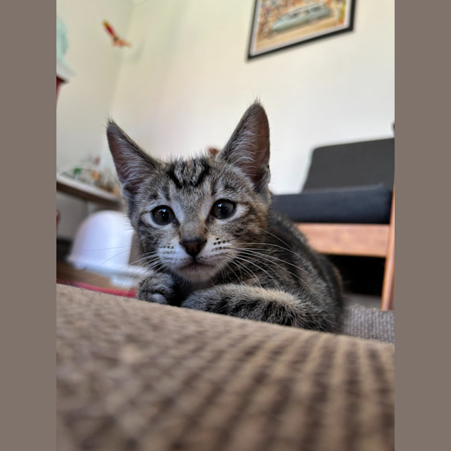Photo of Violet